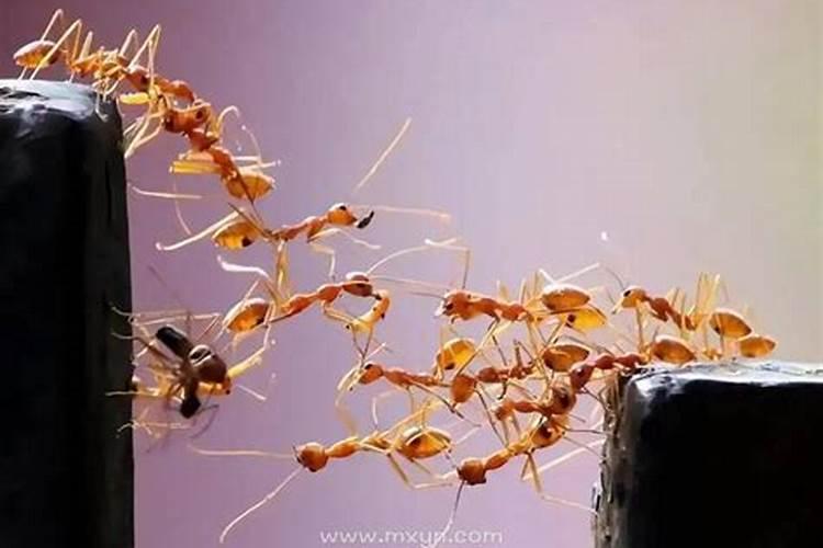 广州有公立三甲医院能做脱发植发手术吗？
