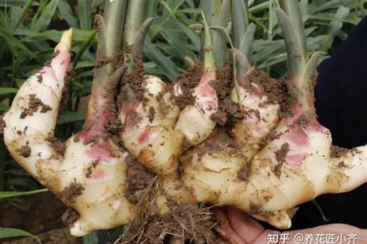 2025属蛇的全年运势运程 属蛇人2025年每月运势