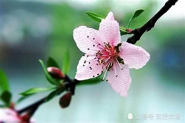 桃花旺的含义