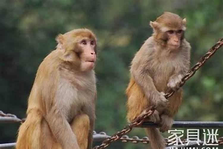 本命年应该戴什么配饰？