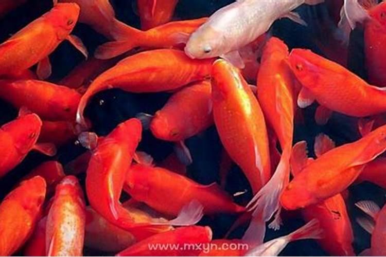 梦见大海龟是什么征兆