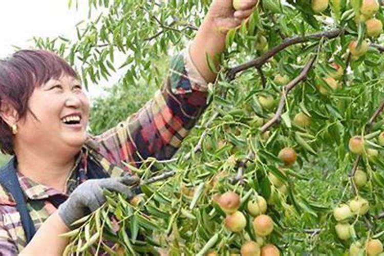 梦见吃枣子和摘枣子