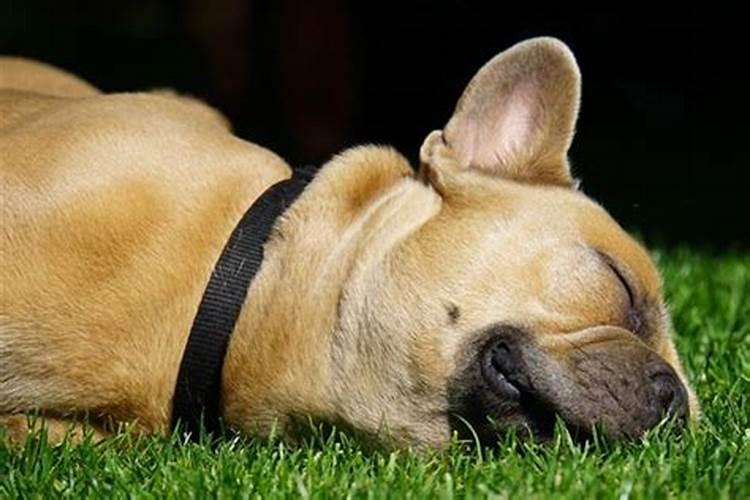 梦到死去的爱犬是什么意思？