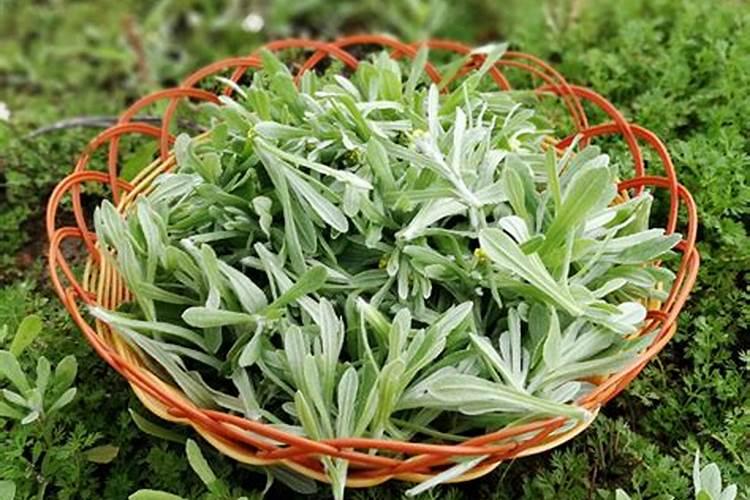 艾草是什么节日的风俗
