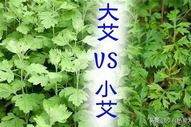 艾草是什么节日的风俗