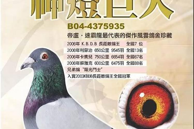 为什么说鸽子进家就有喜事发生？