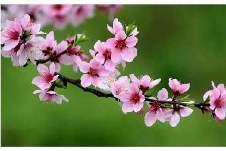 桃花在哪个柱上最好
