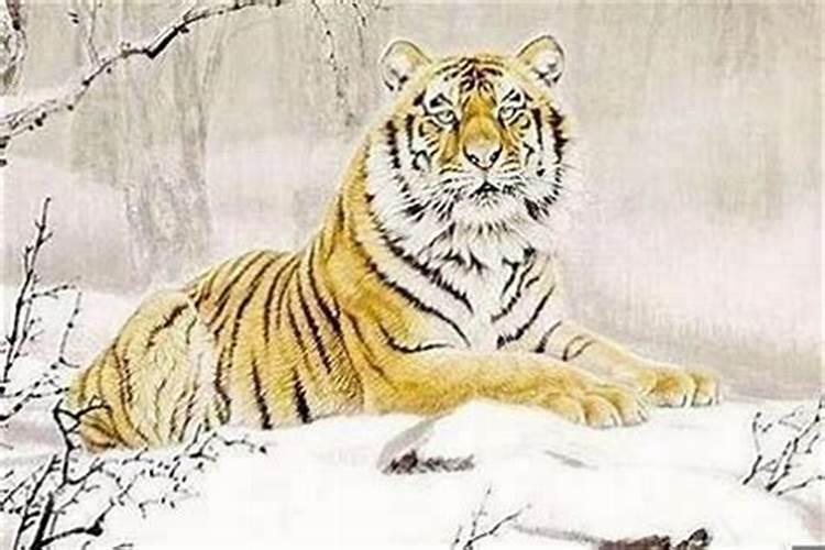 74年属虎为何婚姻不顺 1974男虎一生几次婚姻