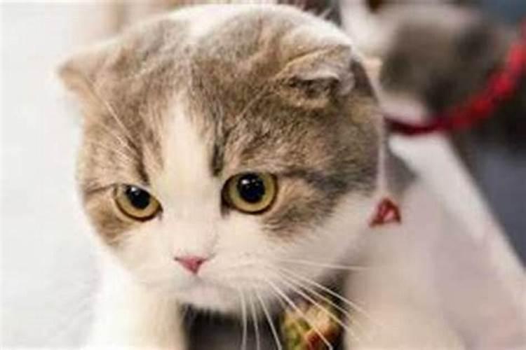 一只黑猫赖在家门口寓意