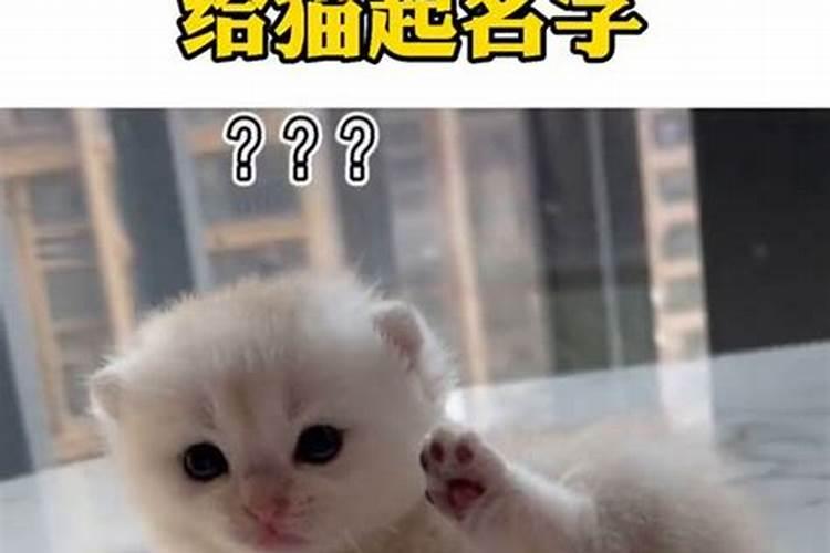 ...刚刚一个月大,特别可爱,取个什么名字好听呢？