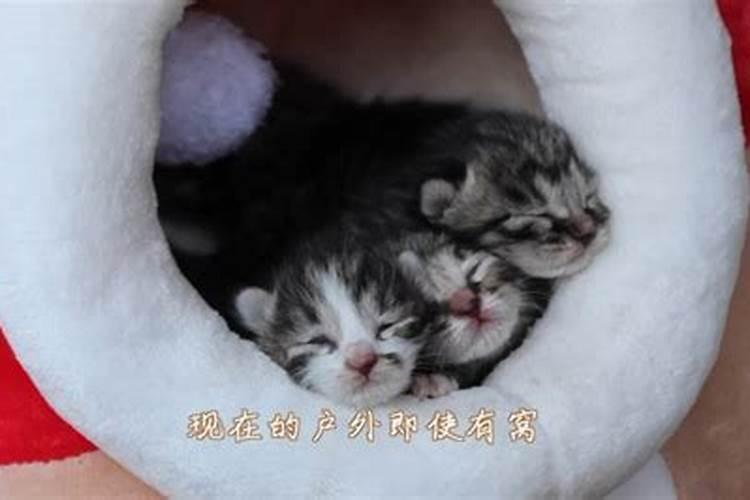十二生的来历是什么？