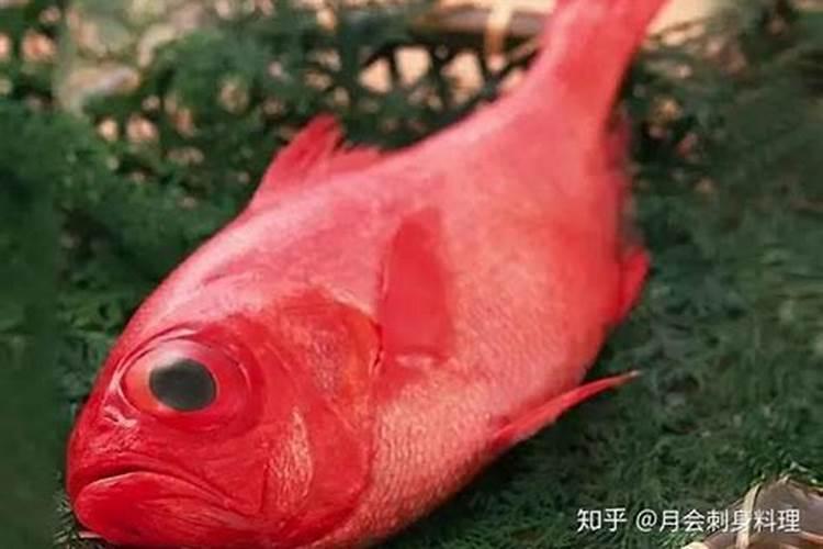 梦见红色的鱼是什么意思？