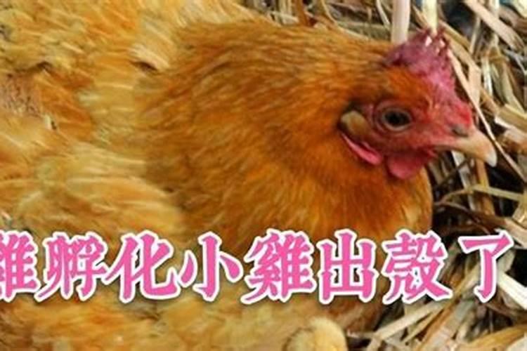 大岭山森林公园观音寺要门票吗