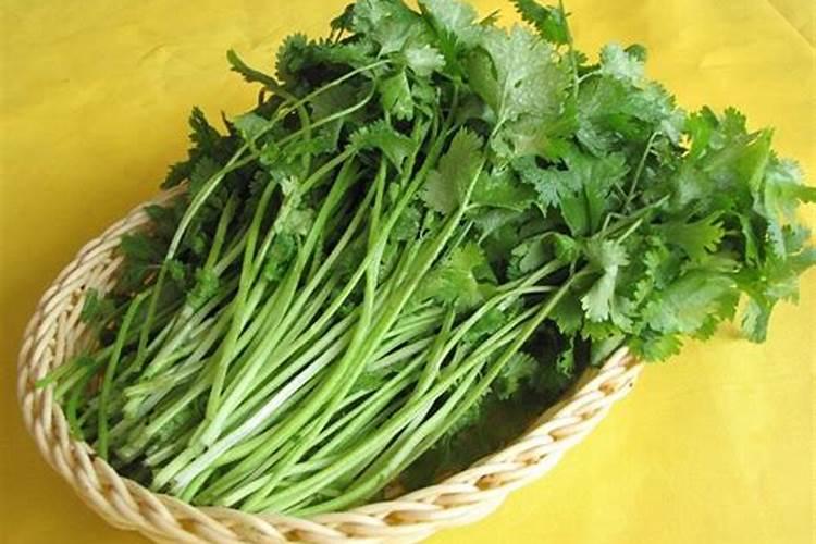 冬天露天播种什么蔬菜？