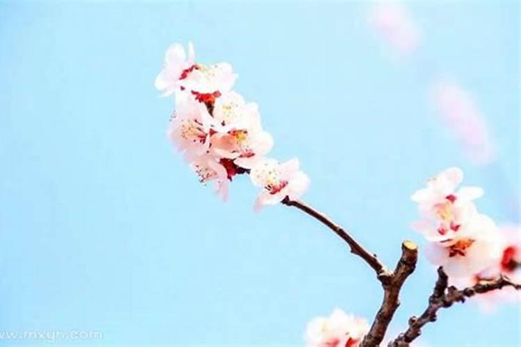 2024年腊月是阳历几月份2024年腊月是12月还是一月