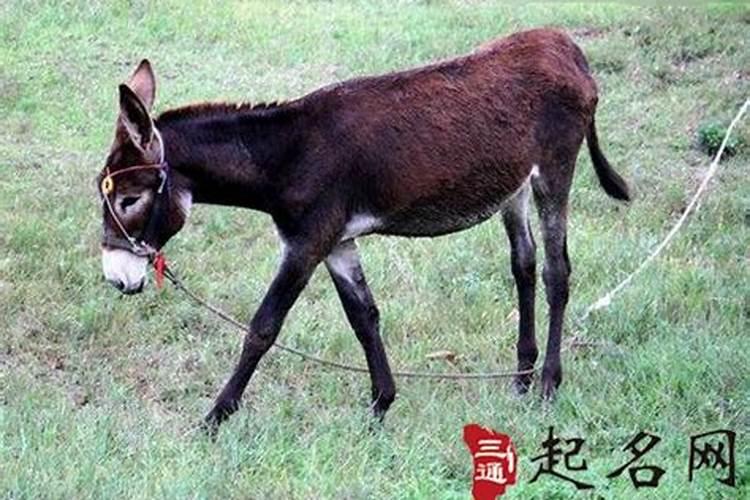 梦见和爱人陪伴一起走