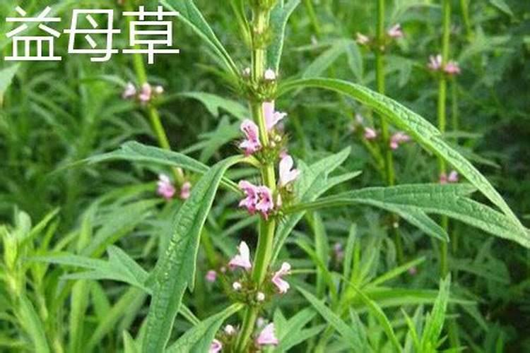 夏至草和益母草区别