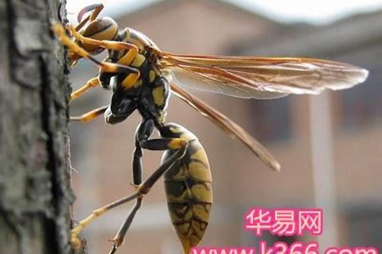 梦见黄蜂是什么预兆 梦见黄蜂是什么预兆呢