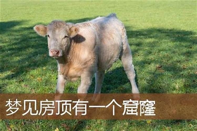 2023年生肖马犯太岁怎么化解客厅放置貔貅摆件？