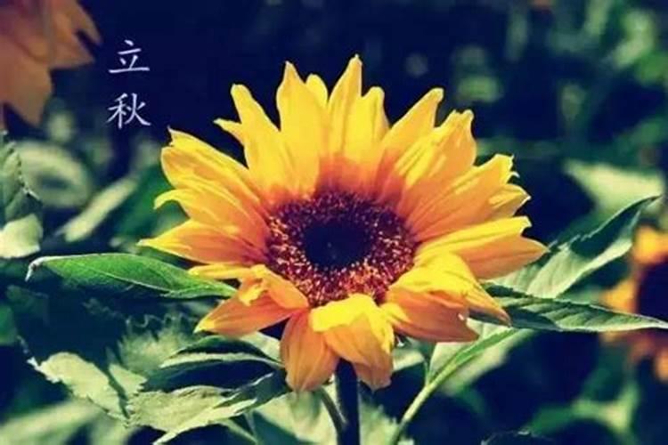 立秋几月几号