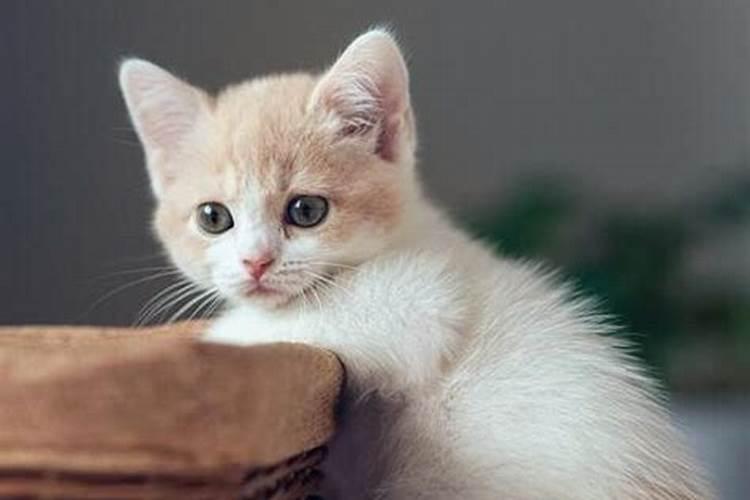 梦见猫变成可爱的小女孩