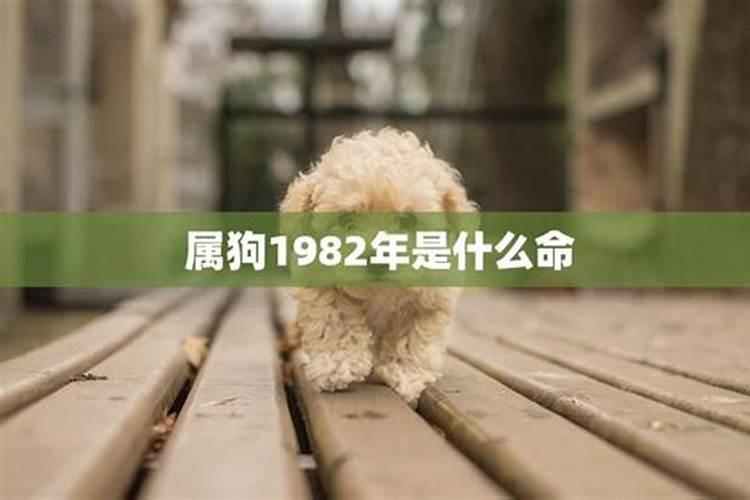 属狗的人一生命运如何准确的