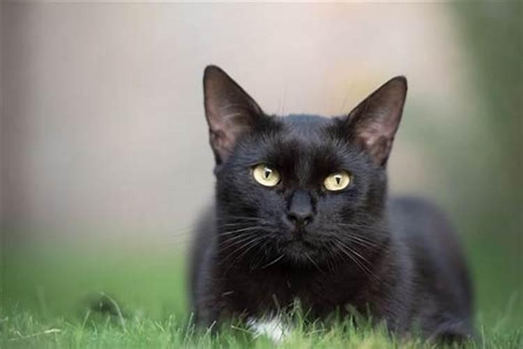 梦到黑猫扑向自己咬我预示着什么？