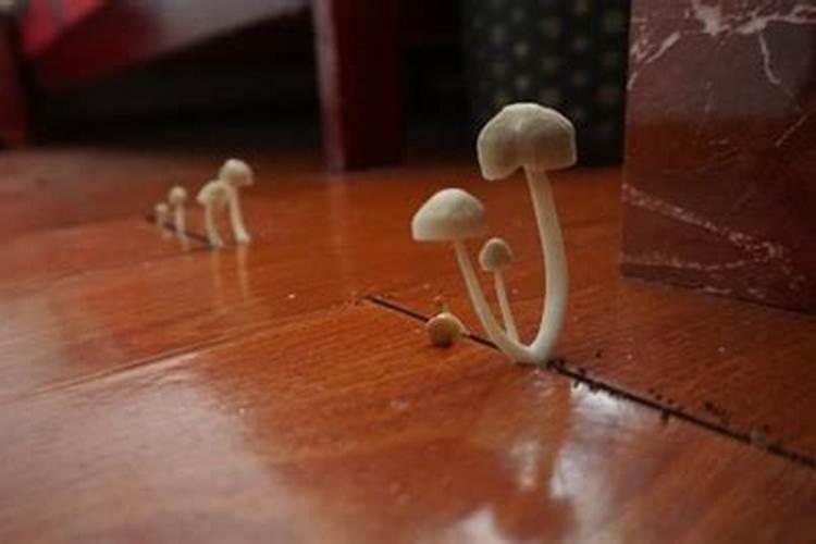 家里长蘑菇是吉兆预兆