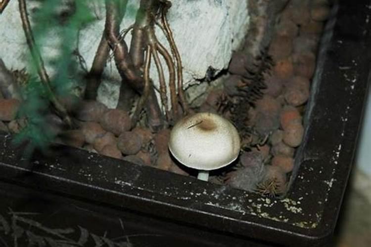家里长蘑菇是吉兆预兆