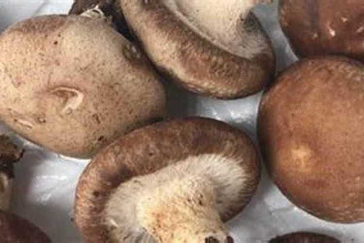 家里长蘑菇是吉兆预兆