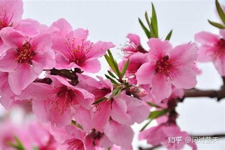 消除桃花劫听什么咒比较好？