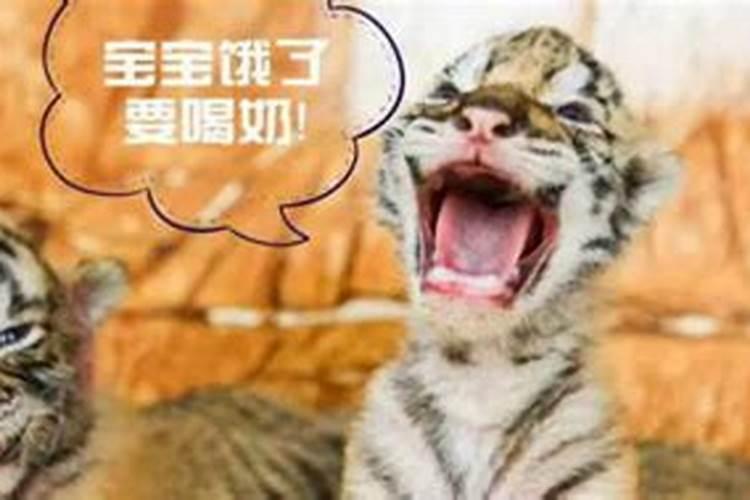 梦见老虎很乖是什么意思？
