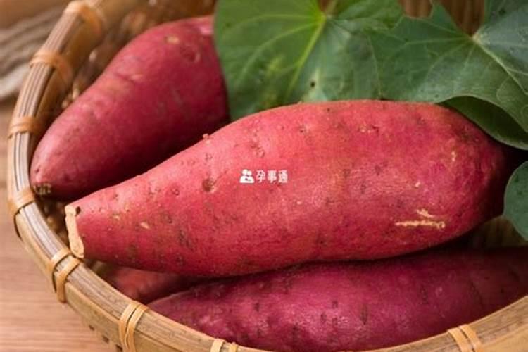 梦见猫伤害我的预兆