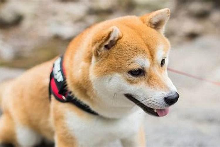请问农历一九九四年十月初一出生的是什么星座？命好不好？