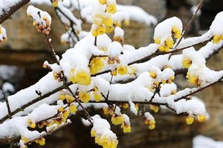 腊雪梅花古诗五首赏析(腊雪连宵接晓飞,梅花静对雪花妍)