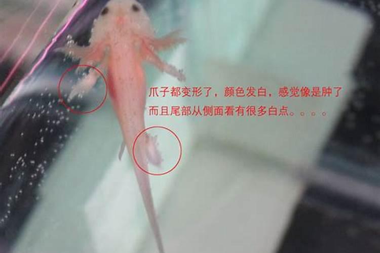 如何辨别六角龙的公母？