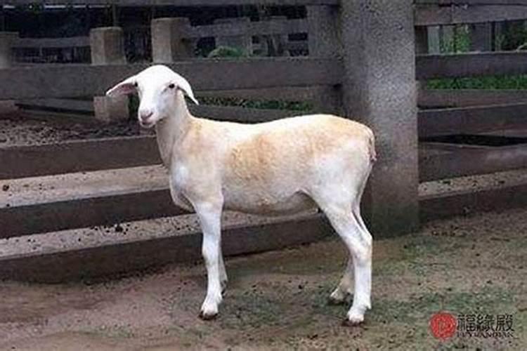 2025年属兔的犯太岁吗