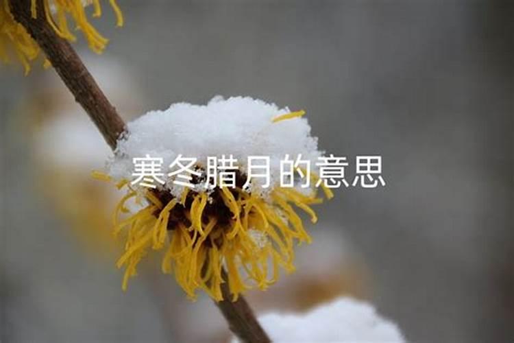 寒冬腊月代表什么生肖