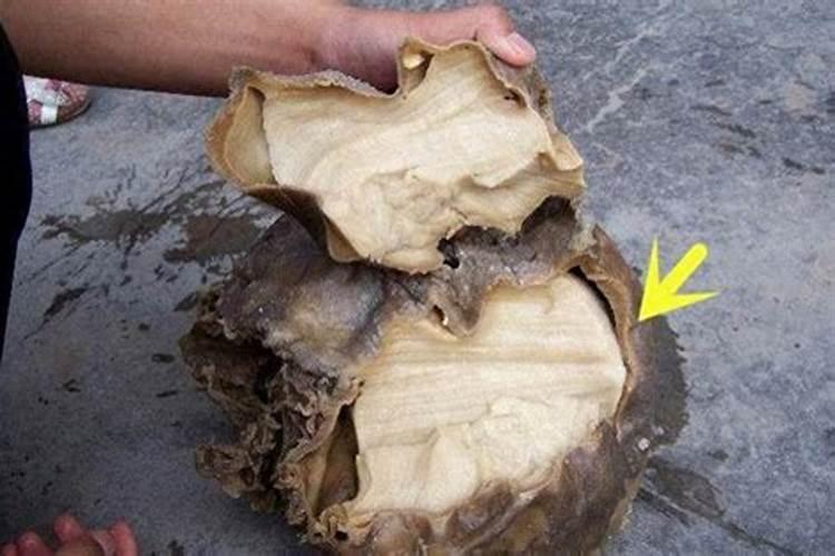“太岁头上动土”的下一句是什么？