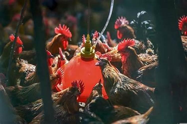 属鸡人一生的吉祥物,吉祥物设计