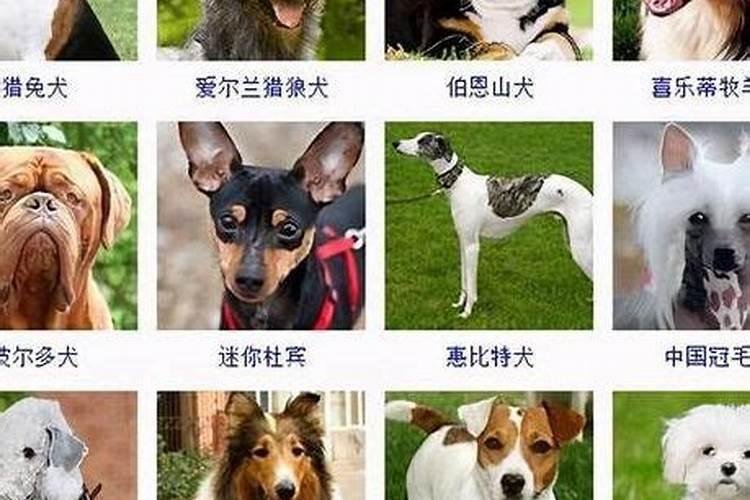 属兔2025年犯太岁吗？