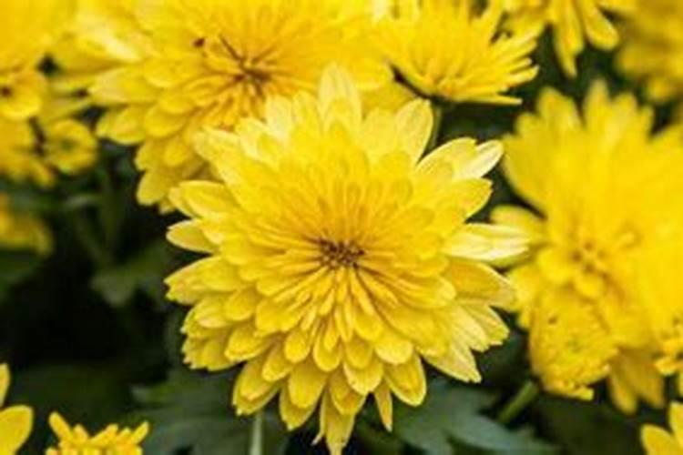 中秋赏花是什么花