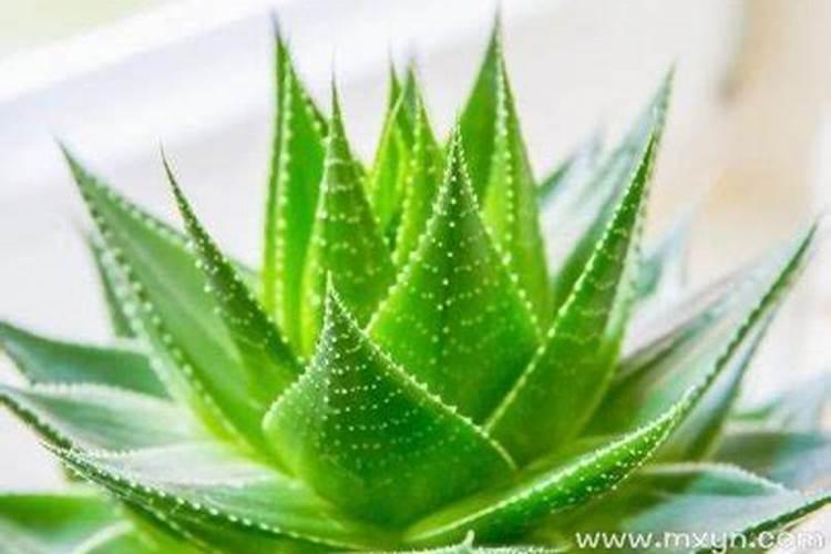 家里供奉太岁怎么供奉最好