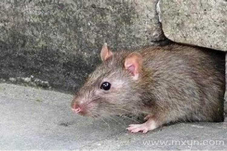 梦见死老鼠什么预兆
