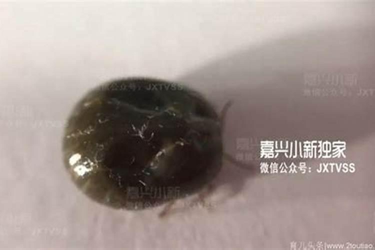 2025年范太岁属相有几个