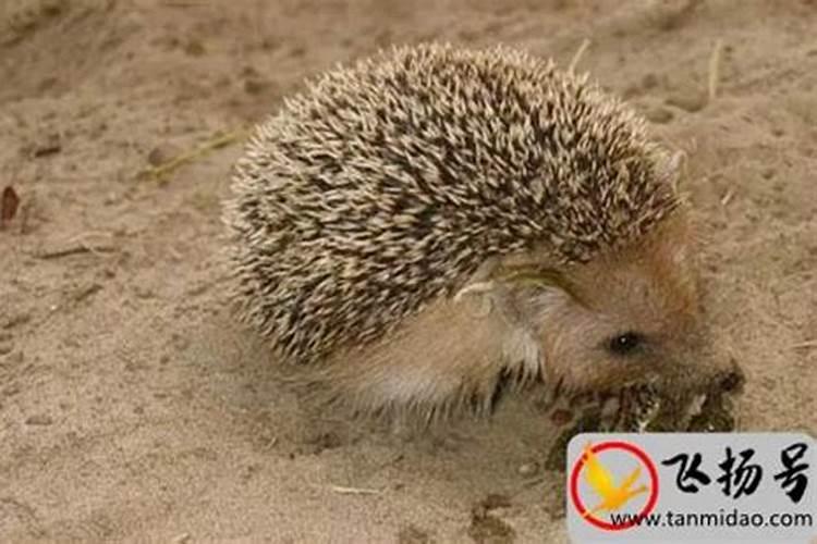 如何鉴定刺猬怀孕