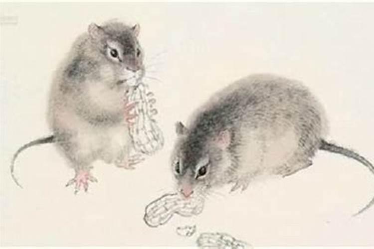 生肖属兔人的流年财运