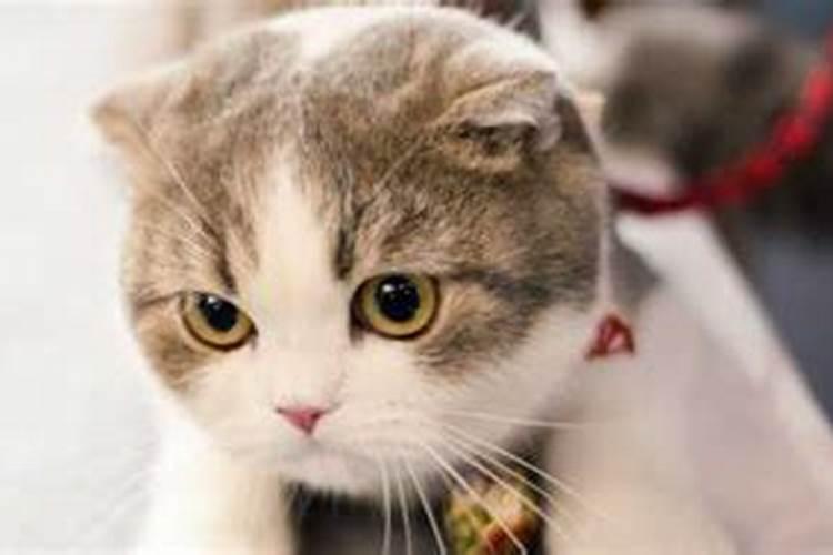 梦见自己的猫被别人打了是什么意思