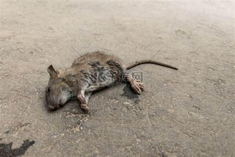 梦见死老鼠都臭了的预兆