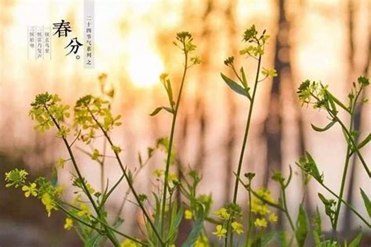 农历69年12月20日公历好多号